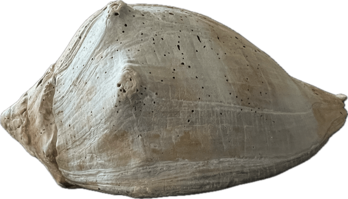 The ‘Broken’ Seashell